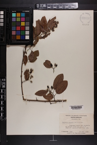 Berchemia scandens image