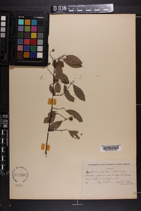 Berchemia scandens image