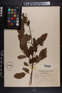 Berchemia scandens image