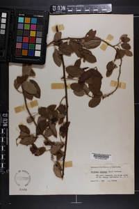 Berchemia scandens image