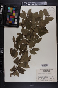 Berchemia scandens image