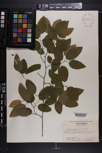 Berchemia scandens image