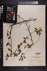 Berchemia scandens image