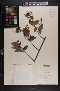 Berchemia scandens image