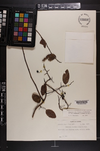 Berchemia scandens image