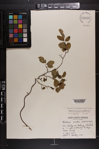 Berchemia scandens image