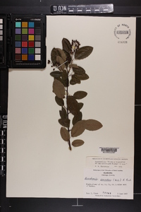 Berchemia scandens image