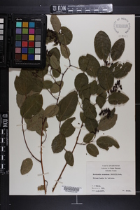 Berchemia scandens image