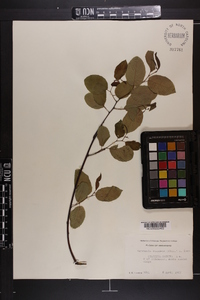 Berchemia scandens image