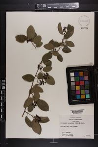 Berchemia scandens image