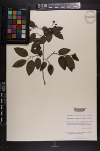 Berchemia scandens image