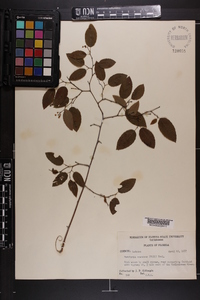 Berchemia scandens image