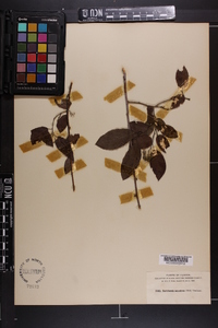 Berchemia scandens image