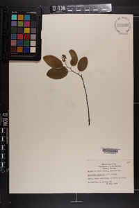 Berchemia scandens image