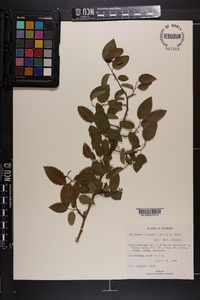 Berchemia scandens image