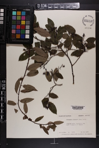 Berchemia scandens image