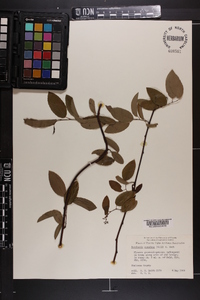 Berchemia scandens image