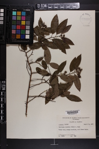 Berchemia scandens image