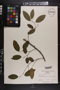 Berchemia scandens image