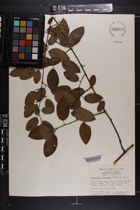 Berchemia scandens image