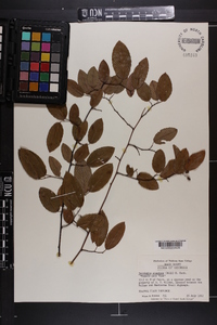 Berchemia scandens image