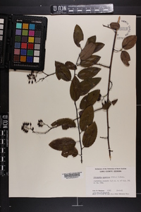 Berchemia scandens image