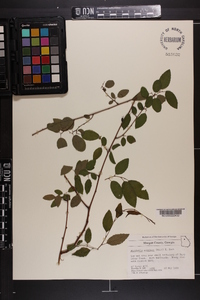 Berchemia scandens image