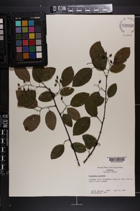 Berchemia scandens image