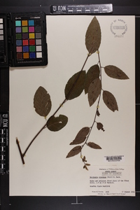 Berchemia scandens image