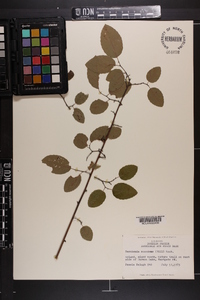 Berchemia scandens image