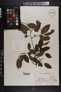 Berchemia scandens image