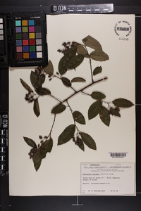 Berchemia scandens image