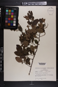 Berchemia scandens image