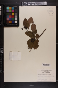 Berchemia scandens image