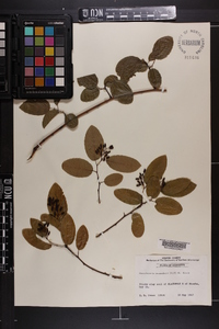 Berchemia scandens image