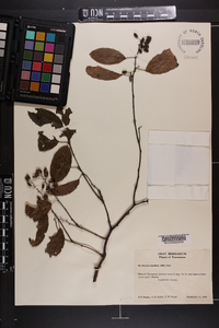 Berchemia scandens image