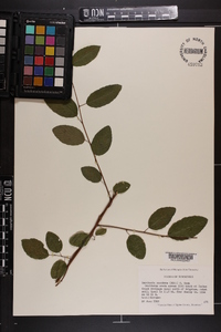 Berchemia scandens image