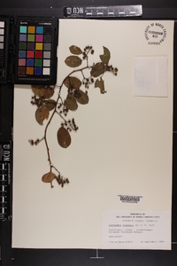 Berchemia scandens image