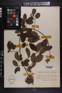 Berchemia scandens image