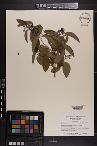 Berchemia scandens image