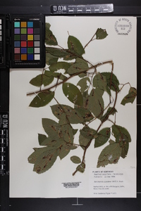 Berchemia scandens image