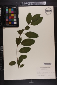 Berchemia scandens image