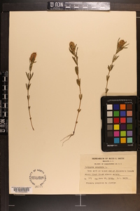 Polygala cruciata image