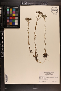 Polygala ramosa image