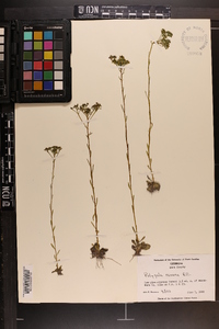 Polygala ramosa image