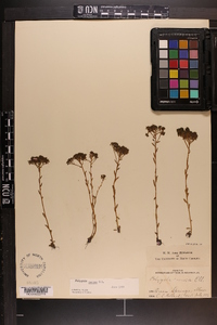 Polygala ramosa image