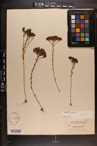 Polygala ramosa image