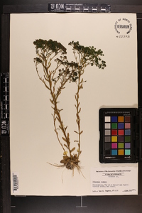 Polygala ramosa image