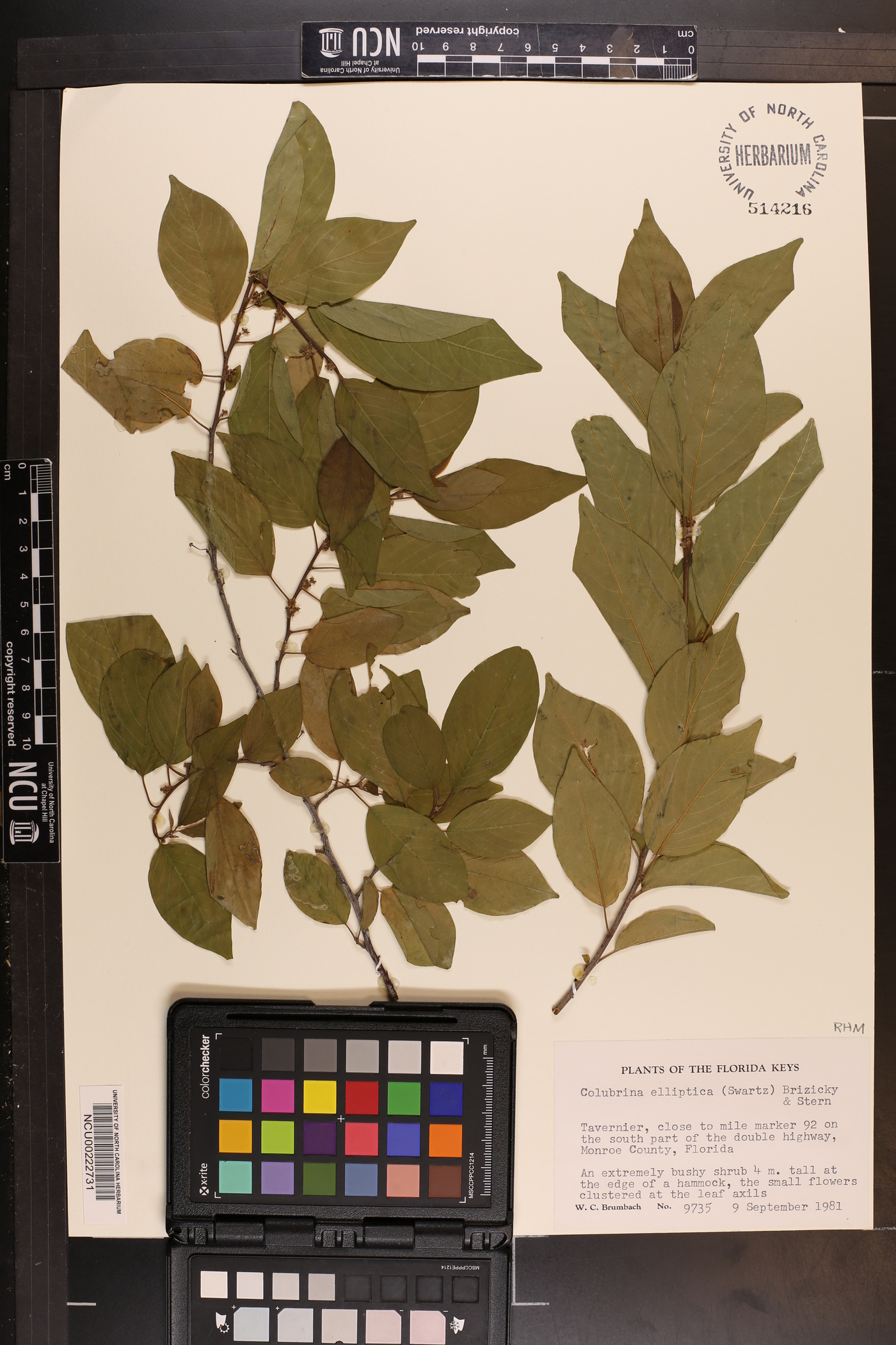 Colubrina elliptica image