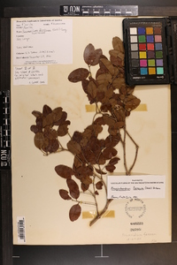 Krugiodendron ferreum image